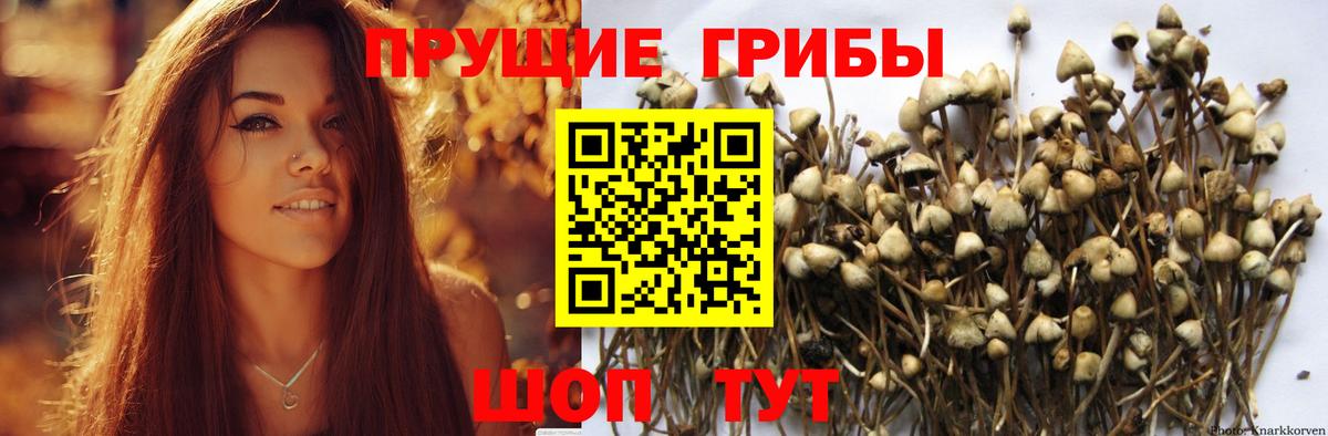 Александров  Псилоцибиновые грибы Psilocybine cubensis  Вход с VPN 